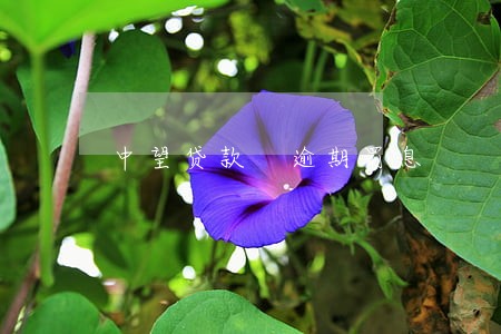 中望贷款 逾期罚息 中望贷款 逾期罚息